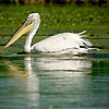 Amanda Lia Rogers - Danube Delta Pelican