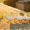 Amanda Lia Rogers - Danube Delta