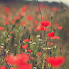 Amanda Lia Rogers - Lower Danube Poppy Fields