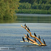Danube Delta, Romania - Image