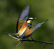 Danube Delta Bird Watching