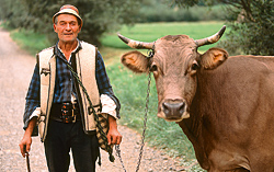 Maramures - cattle herder