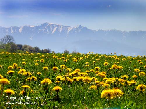 BSpring in the Carpathian Mountains Image
