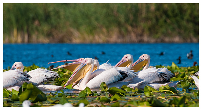 Danube Delta Pelicans