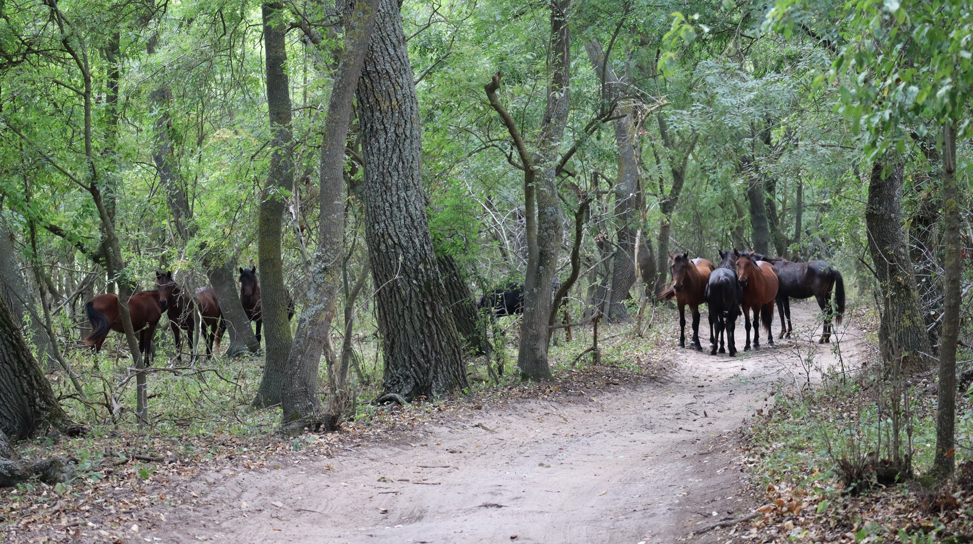Wild horses in the Letea Forest - Danube Delta