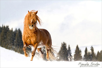 Hutul Horses of the Romanian Carpathians