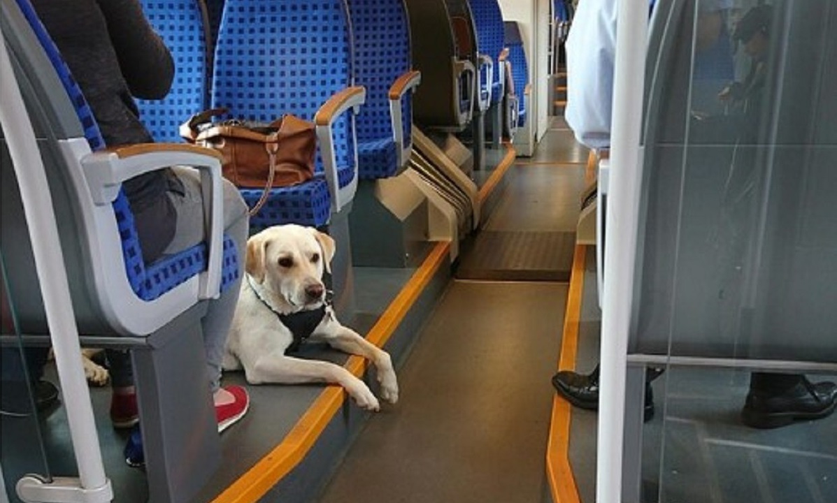 romania-dog-train-travel