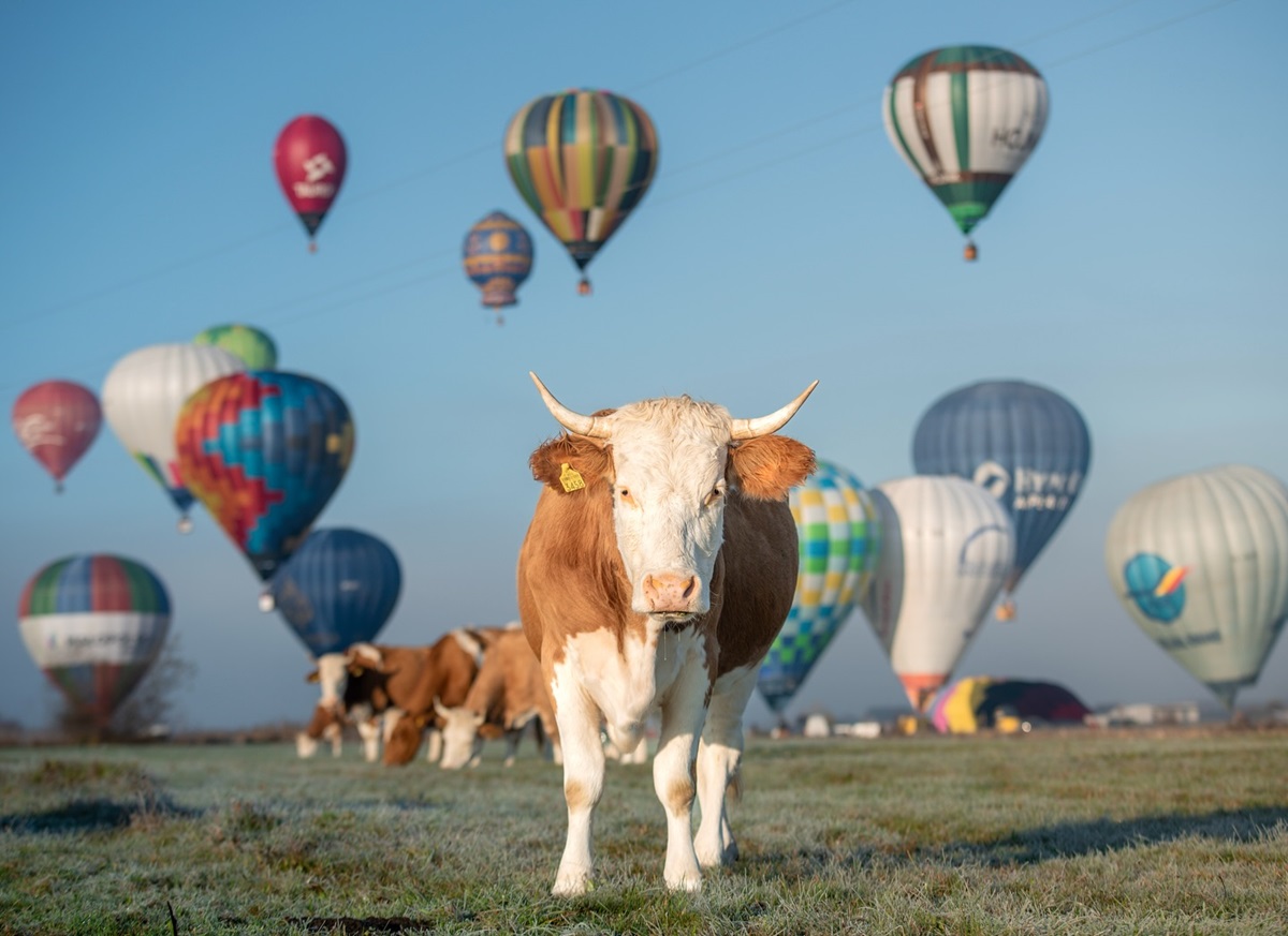 hot-air-baloon-fiests