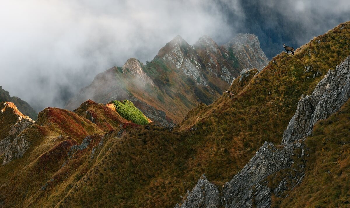 transfagarasan-scenic-road-wildlife