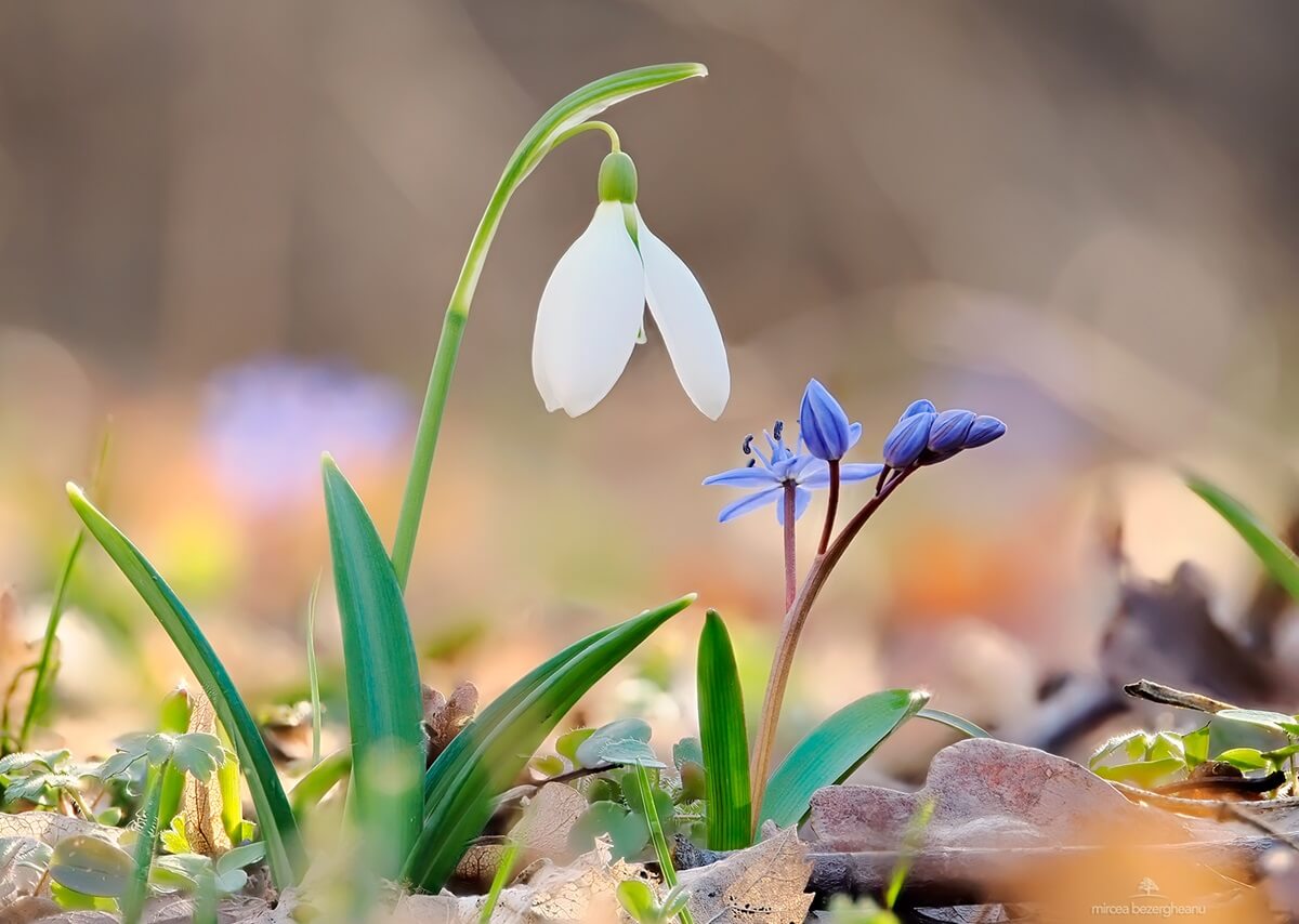 martisor-snowdrop-flower