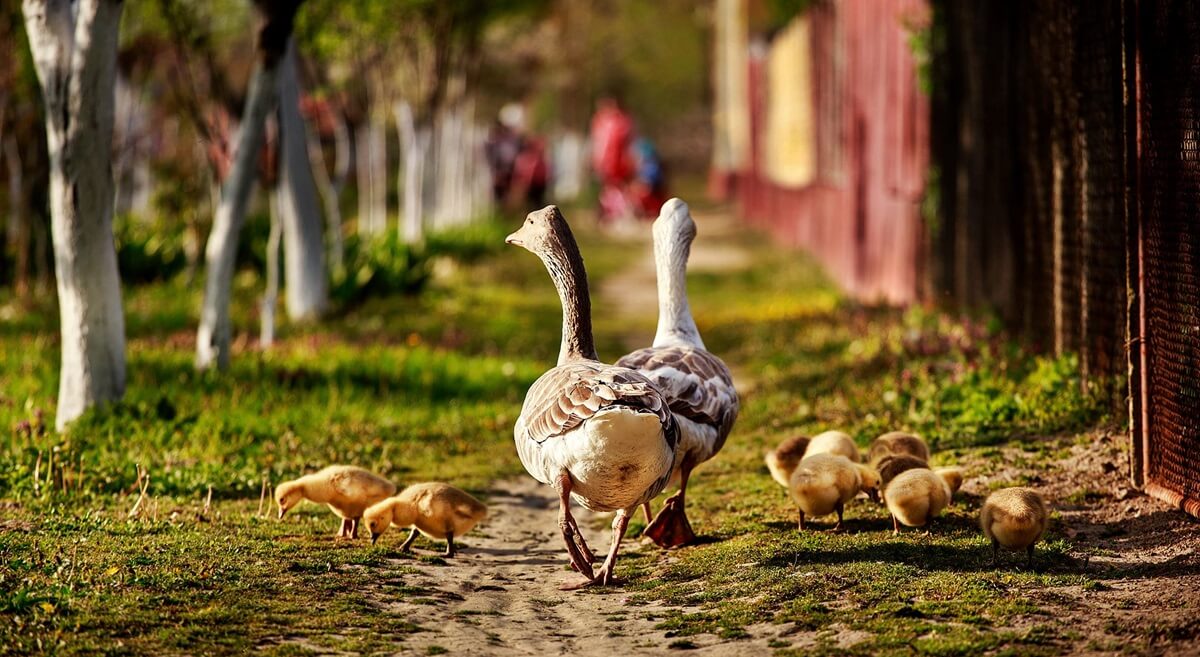 fowl-roaming-freely-in-transylvania-romania-village