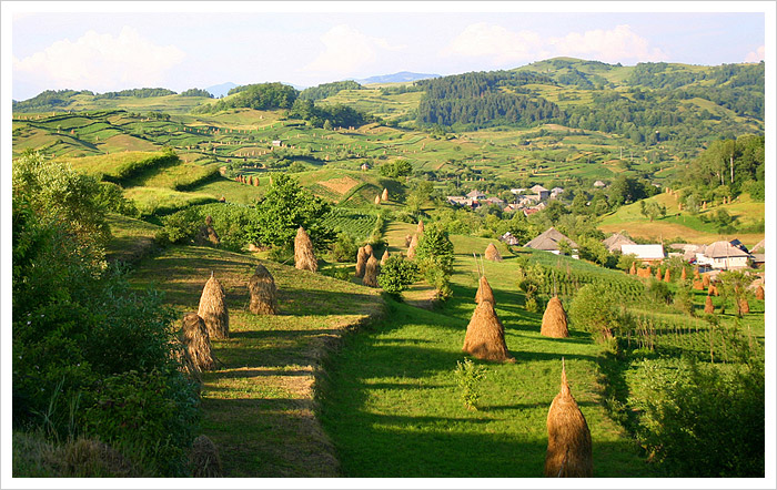 Transylvania Hay