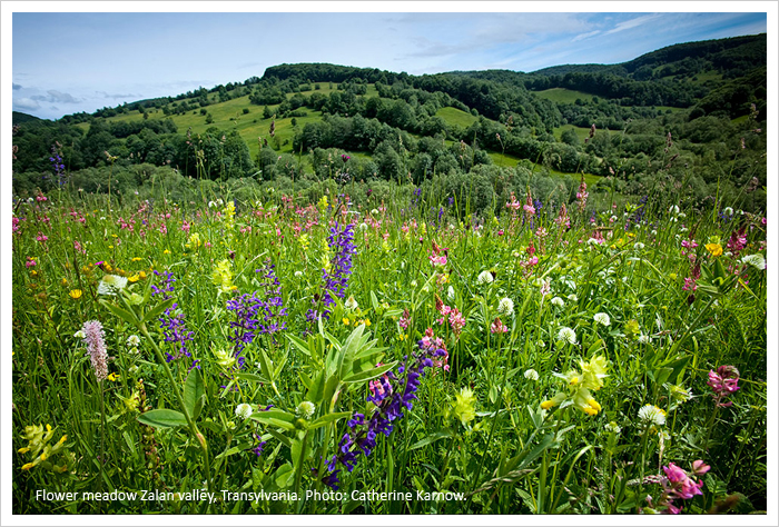 Transylvania, Romania - Miclosoara